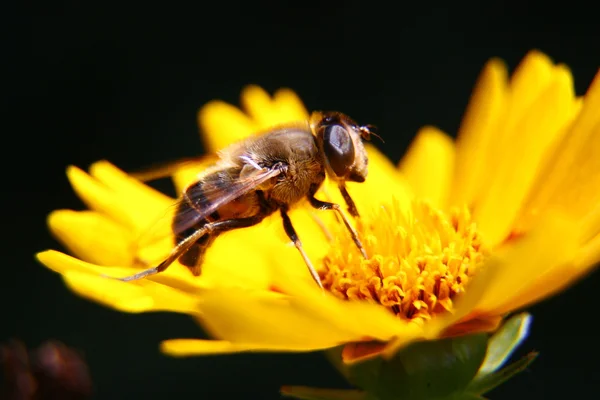 Honeybee — Stock Photo, Image