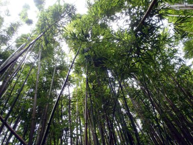 Oahu bir bambu ormana bakıyor