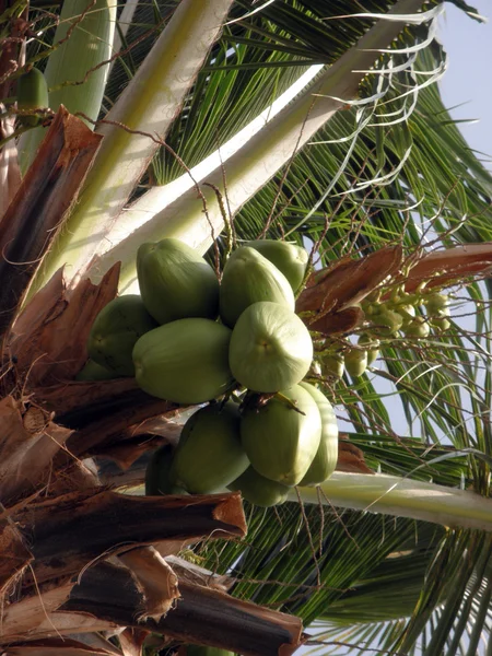 Zielone kokosy na drzewie — Zdjęcie stockowe
