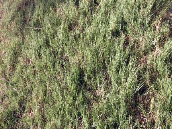 Пляжная трава — стоковое фото