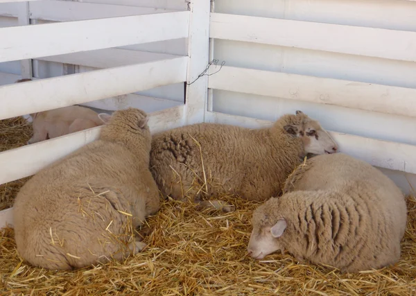 Trzy owce spać na targach — Zdjęcie stockowe