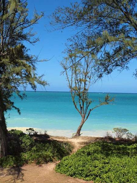 Little path to Waimanalo beach between Naupaka and ironwood tree — Stock Photo, Image