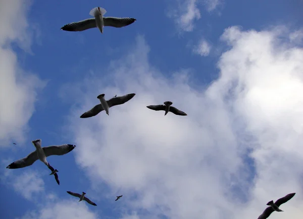 西海海鸥圈在头顶多云的蓝天中寻找食物 — 图库照片