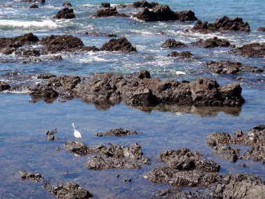 Mexican Sea Birds look for food in the tide clipart