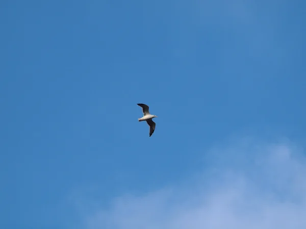 Δυτική γλάρος πετά στα ύψη εναέριων ψάχνει για φαγητό — Φωτογραφία Αρχείου