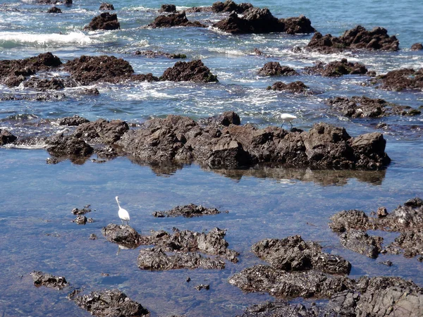 Mexikanska sjöfåglar leta efter mat i strömmen — Stockfoto