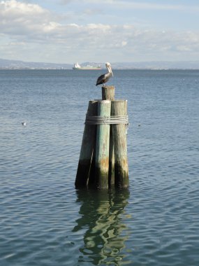 Pelikan Pier günlükleri ile gemi ve arkadaki Doğu Bay üzerine getirin