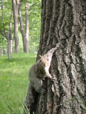 Squirral Hangs on the side of a Tree clipart