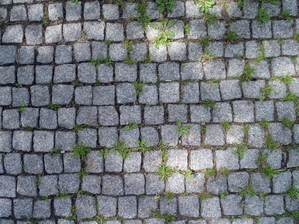 Looking Gray Cobble Stone Path Bits Grass Growing — Stock Photo, Image
