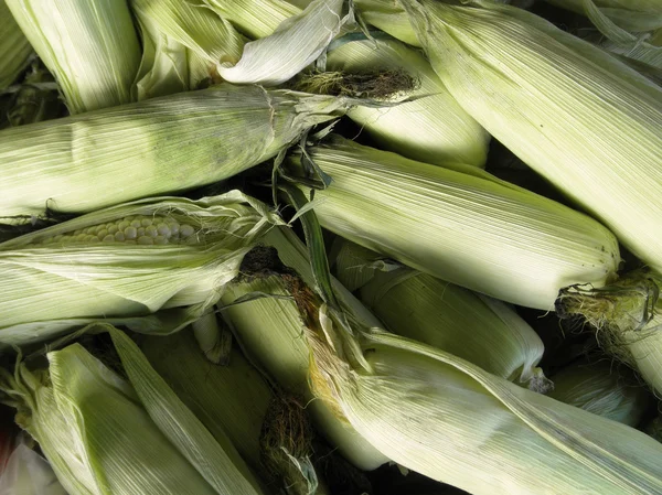 stock image Ears of Corn on display at a family run market.