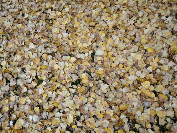 stock image Yellow Fall leafs laying on the ground after falling from a tree in Berekeley, CA