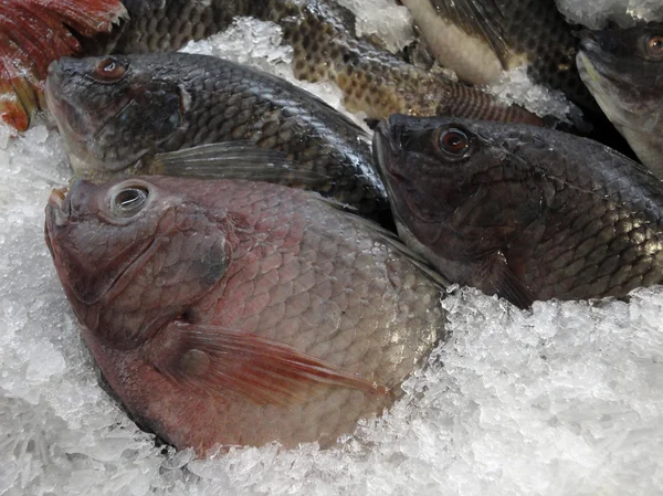 Fila de peixes congelados — Fotografia de Stock