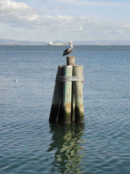Pelicano descansar em troncos de cais com navio e da Baía Leste na parte de trás — Fotografia de Stock