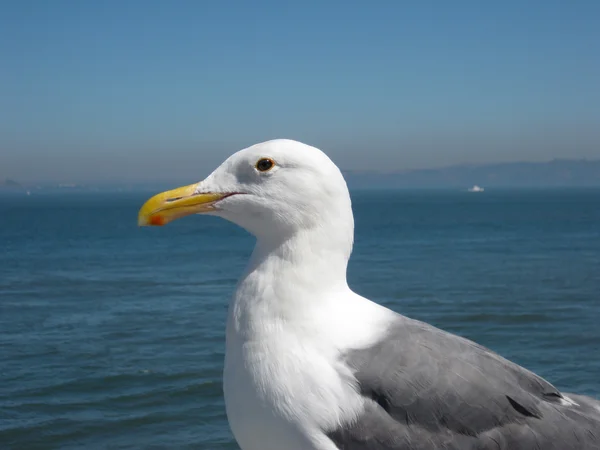 Perfil lateral de uma gaivota ocidental — Fotografia de Stock