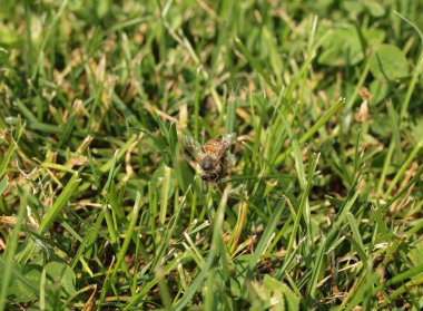 Arı bir küçük çim çiçek pollinates