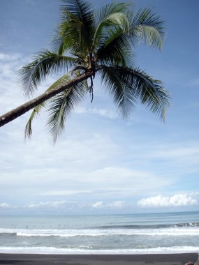 Coconut tree hangs over the beach with many birds flying in the surf in the distance clipart