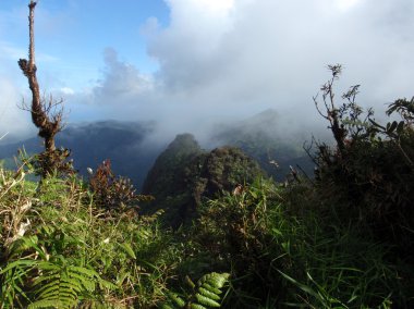 El Yunque yağmur ormanlarında manzaraya bakan