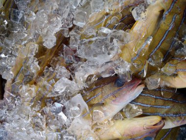 Taape Fish on Ice for sale at a farmers market in Waimanalo on Oahu, Hawaii clipart