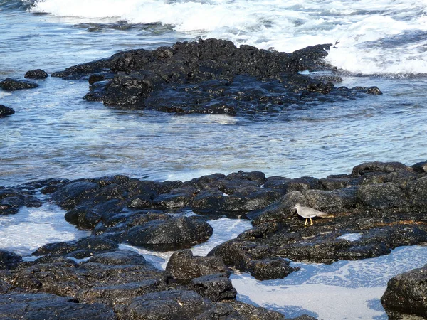 Liten Fågel Pacific Ljungpipare Våg Ser För Livsmedel Lava Rock — Stockfoto