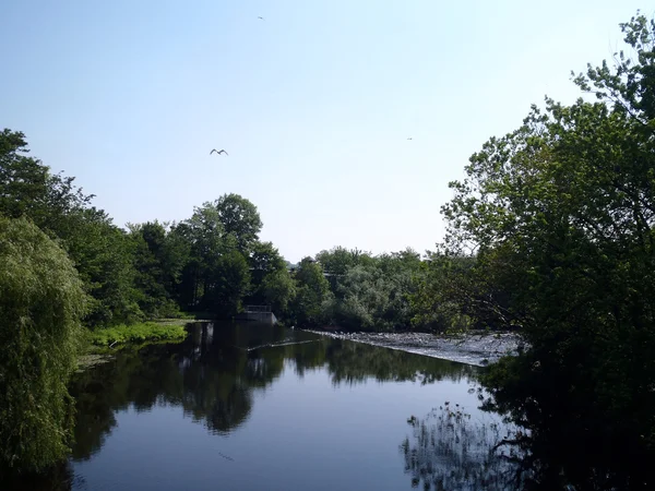Oiseau survolant la rivière Charles — Photo