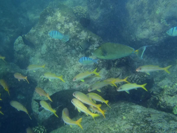 Wiele różnych ryby pływać w hanauma bay — Zdjęcie stockowe