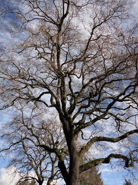Μεγάλα Φύλλα Λιγότερο Δέντρο Sonoma Δραματικό Ουρανό — Φωτογραφία Αρχείου