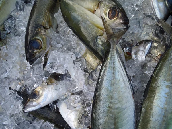 Hooked Opelu Fish Gelo Para Venda Farmers Market Oahu Havaí — Fotografia de Stock