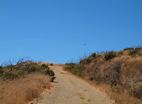 Bird Soars Worn Path Hill Top Angel Island Dry Vegatation — Stock Photo, Image