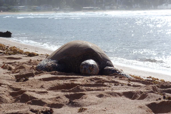 Gran baño de sol tortuga verde del mar — Foto de Stock
