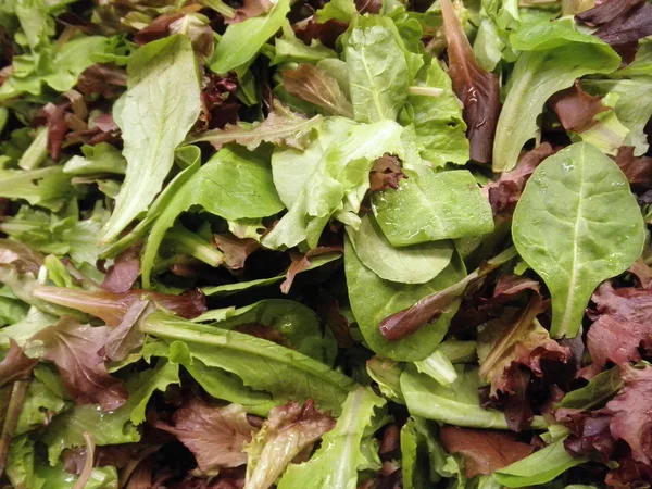 Весна листя салату — стокове фото