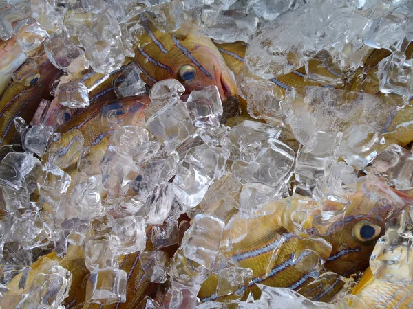 Taape Fish Ice Продажи Фермерском Рынке Вайманало Оаху Гавайи — стоковое фото