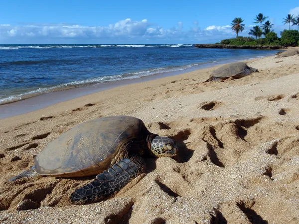 Drei große grüne Meeresschildkröten Sonnenbad — Stockfoto