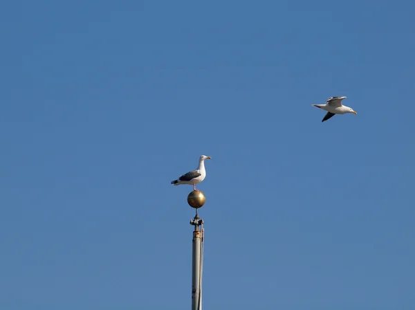当另一只海鸥鸟在晴朗的蓝天天飞驰而过时 西部海鸥躺在杆子上 — 图库照片