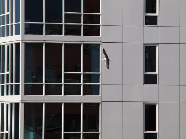 西部海鸥在有蓝色窗户的建筑旁飞行 — 图库照片