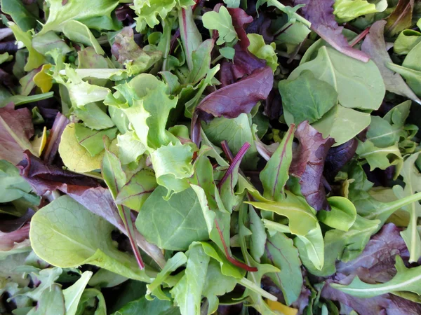 Spring leaf lettuce on display — Stock Photo, Image