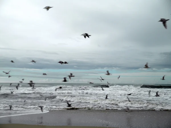 Flock of western gulls fly by crashing waves — Stock Photo, Image
