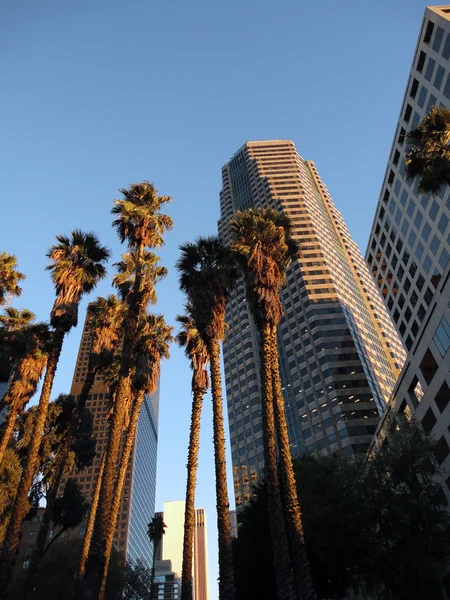 Kijken op Downtown La gebouwen en palmbomen in de schemering — Stockfoto