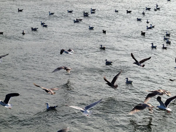 Western Sea Gull volando mientras otros descansan en el agua tranquila —  Fotos de Stock