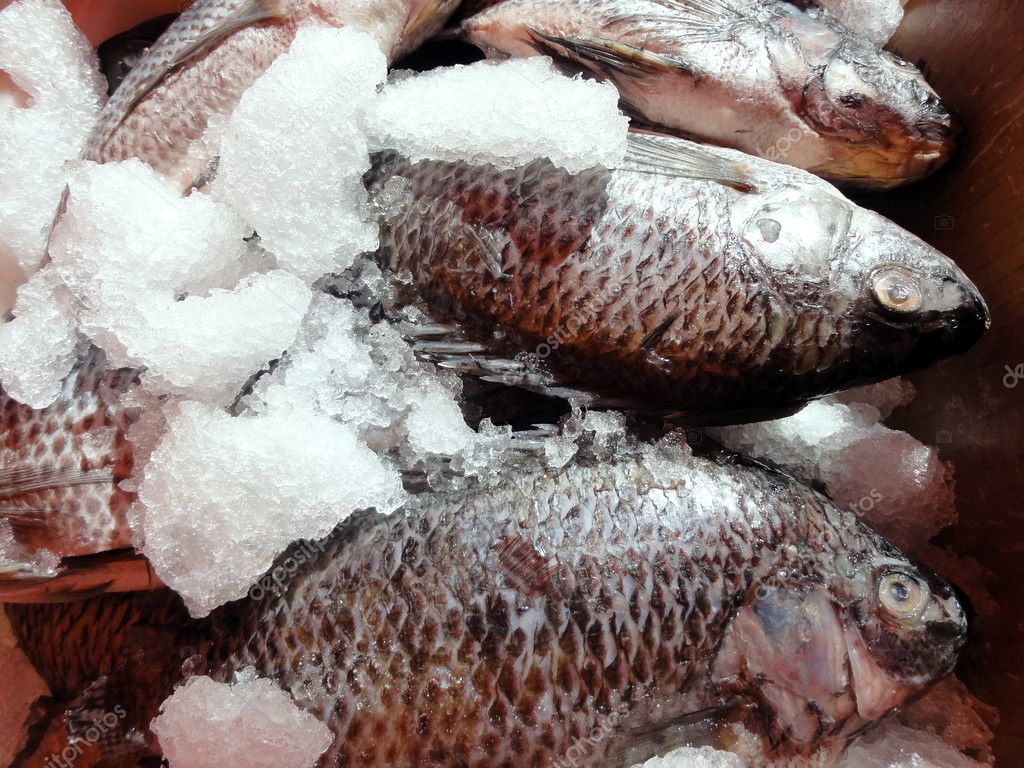 Clean Tilapia on ice at a farmers market