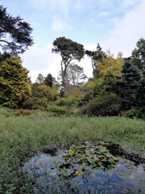 Lilly mesafe yüksek ağaçları ile dolu gölet