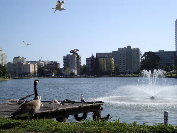 Fåglar flyger och umgås på sjön merritt — Stockfoto