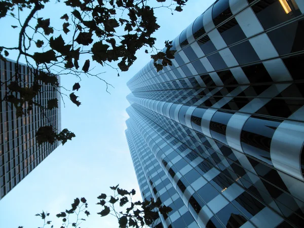 Looking up through branches at tall modern buildings at dusk — Stock Photo, Image