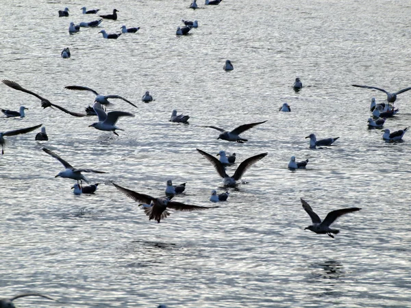 Western Sea Gull flying in the foreground while a bunch of other — Stock Photo, Image