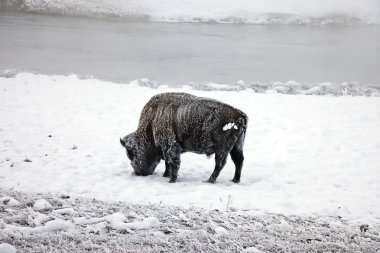 Kışın Yellowstone Milli Parkı içinde bulunan bizon.