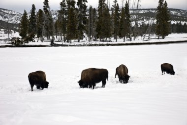 Bison found in Yellowstone National Park in the winter. clipart