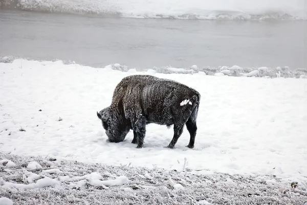 stock image Bison found in Yellowstone National Park in the winter.