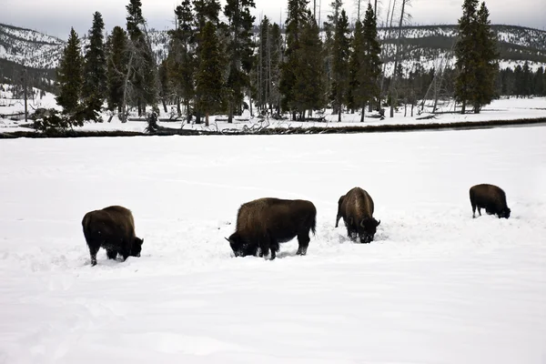 野牛在冬天在黄石国家公园中找到 — 图库照片