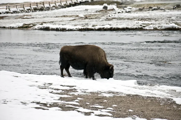 Trovato Bisonte Nel Parco Nazionale Yellowstone Inverno — Foto Stock