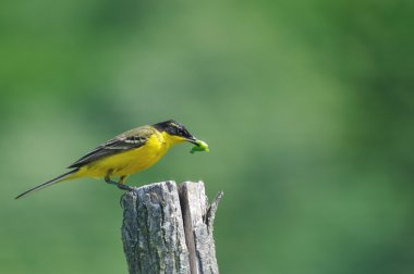 Yellow Wagtail clipart
