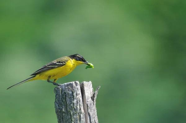 Sarı kuyruksallayan — Stok fotoğraf
